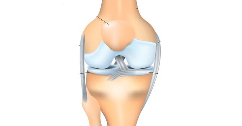 anatomia kolana