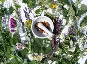 zioła stosowane w leczeniu osteochondrozy